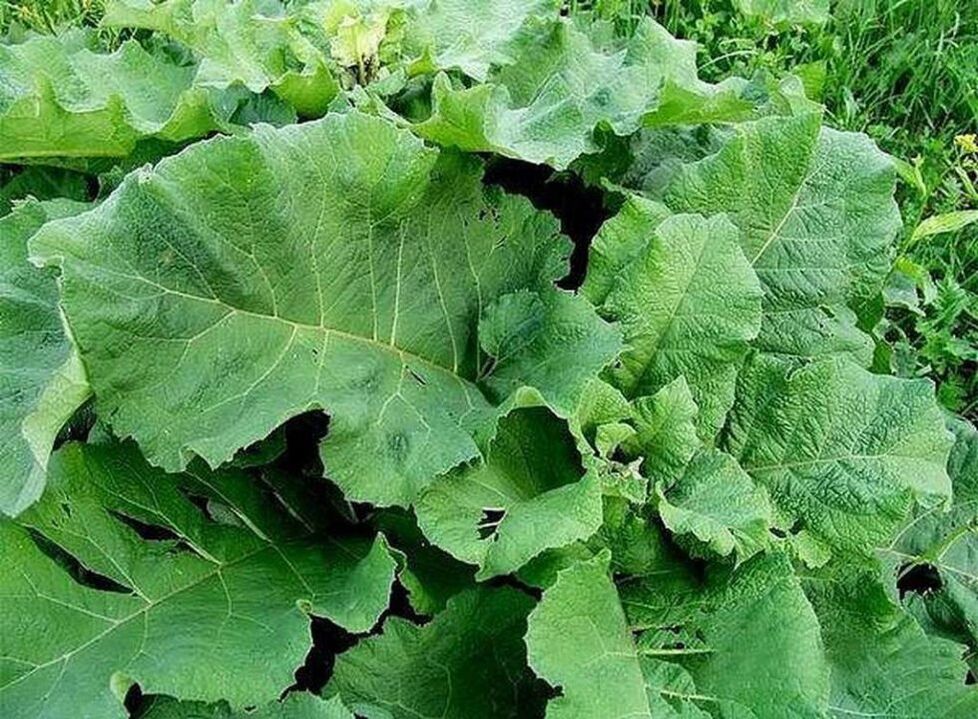 Klisbladeren - een folkremedie voor de behandeling van spataderen
