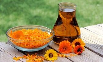 calendula voor de behandeling van spataderen